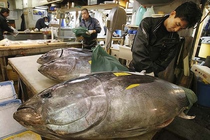 Bluefin Tuna - Maguro