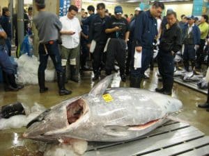 Bluefin Tuna