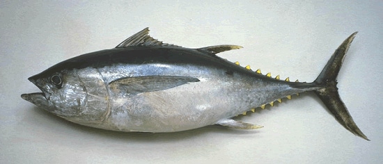 bigeye tuna