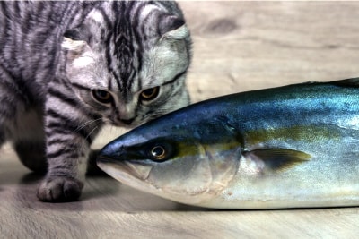 Tuna was cat food